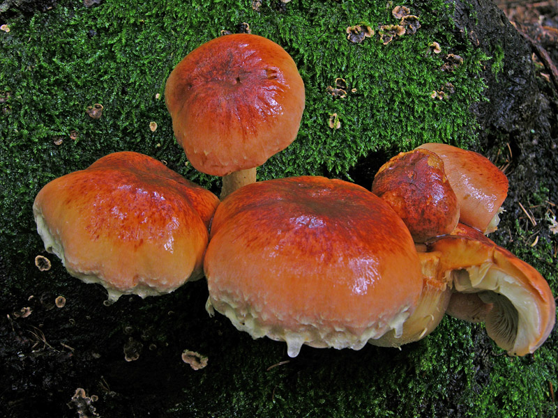 Quiz..n�9,quando l''arancio...